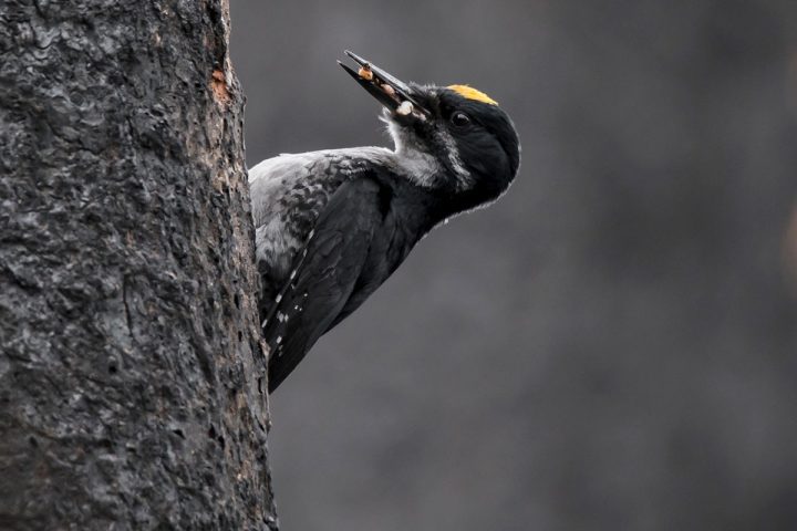 A Black-backed Woodpecker with a bill full of grubs. Photo by Jeremy Roberts/Conservation Media.