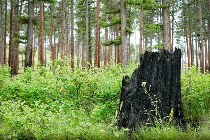 An old burnt stump at Blue Mountain sits among luscious new growth. Photo by Jeremy Roberts/Conservation Media.