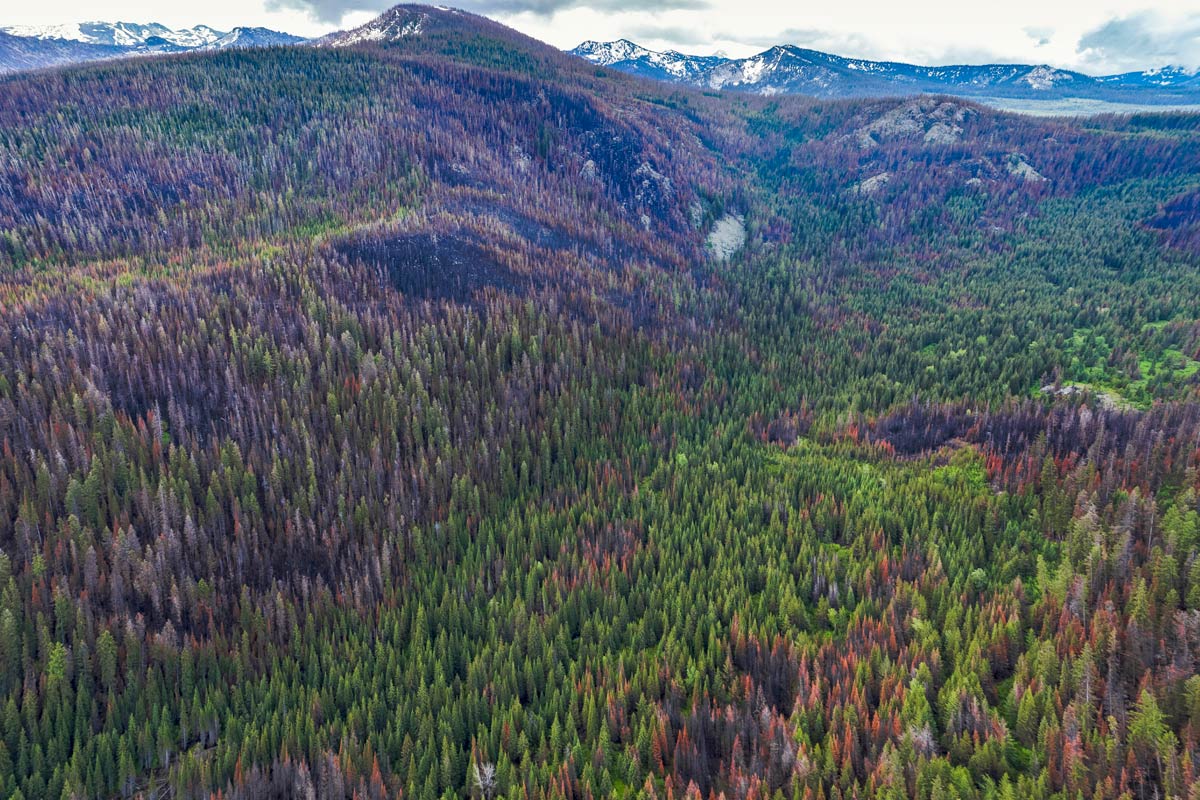 Landscapes across the mountainous West are a patchwork of forest types—and in most cases, forest fire is the agent that creates those mosaics. Photo by Jeremy Roberts/Conservation Media.