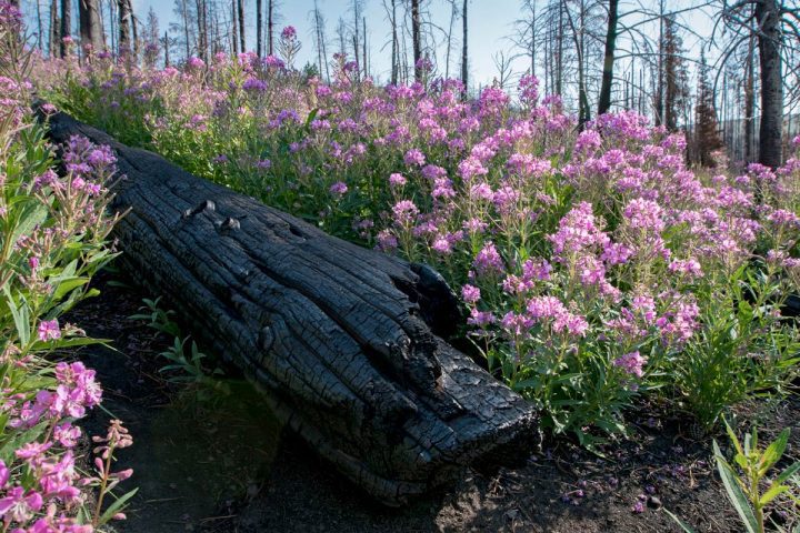 Fireweed flourishes around an old burned log. Photo by Jeremy Roberts/Conservation Media.