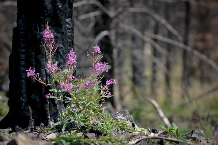 The "bank vault" opens after a fire and lets in new life, like this fireweed wildflower, blooming amid burned trees. Photo by Jeremy Roberts/Conservation Media.