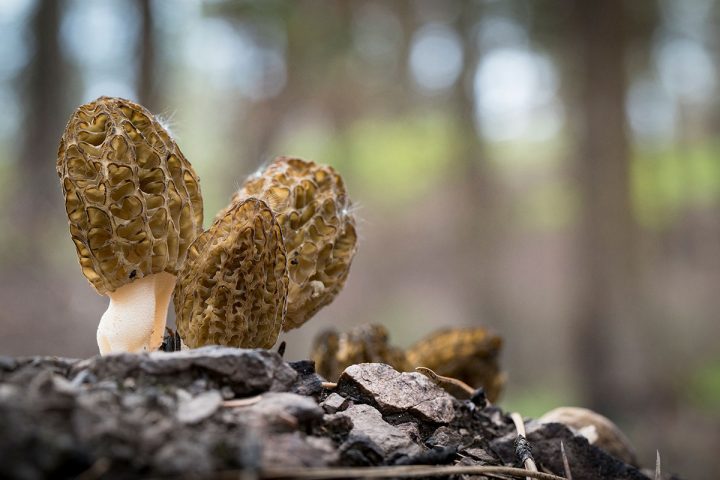 Morel mushrooms proliferate in the spring following a severe fire, giving rise to a cottage industry of wild mushroom foraging. Photo by Jeremy Roberts/Conservation Media.