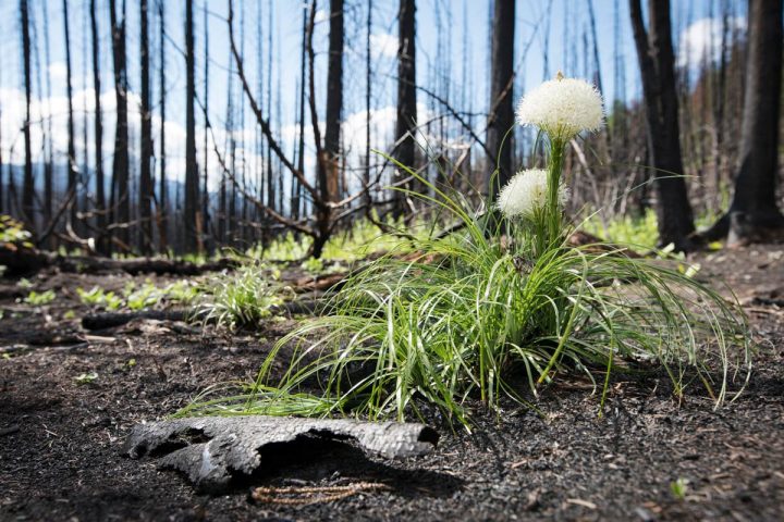 Beargrass flower grow amid the burned landscape. Photo by Jeremy Roberts/Conservation Media.
