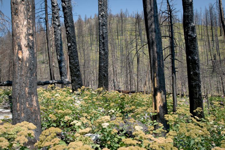 Though severe burns look devastating, new life flourishes the following spring. Photo by Jeremy Roberts/Conservation Media.