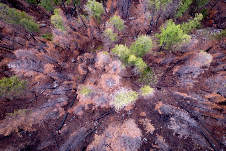 Two years after the fire, the Rice Ridge burn area is full of life. Photo by Jeremy Roberts/Conservation Media.