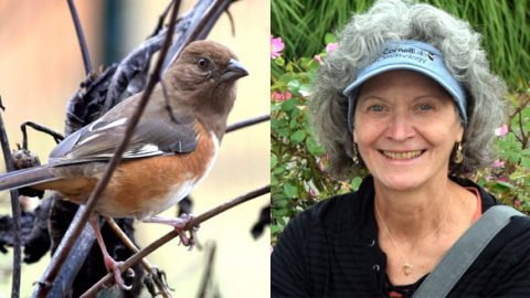 Kate Lowry, June 2019 eBirder of the month. And her photo of a Eastern Towhee in Macaulay Library.