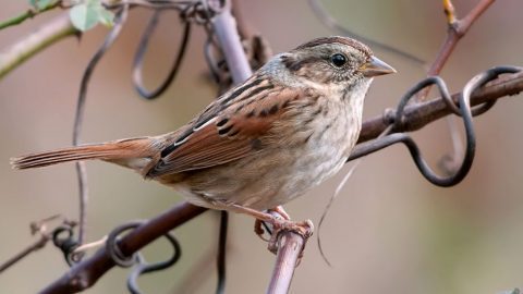 Swamp Sparrow by Kelly Colgan Azar