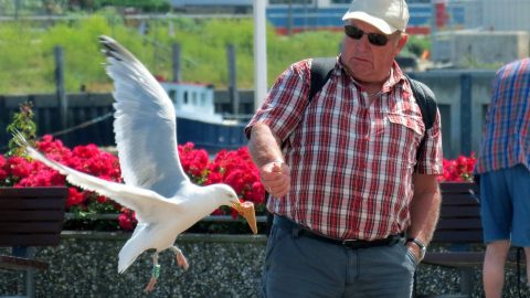 A Herring Gull snatches an ice cream cone. Photo by Per Andrén via Birdshare