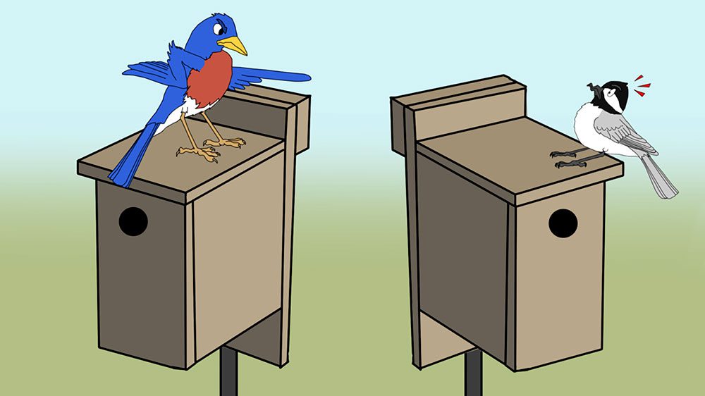 Bluebird and chickadee competition at nest boxes. Illustration by Holly Faulkner
