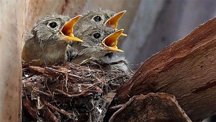 Pacific Slope Flycatcher chicks by Lou Orr, https://nestwatch.org/connect/hth-contest-2016/pacific-slope-flycatcher-chicks/