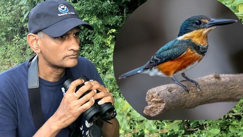 Ragupathy Kannan and American Pygmy Kingfisher, ML166843281
