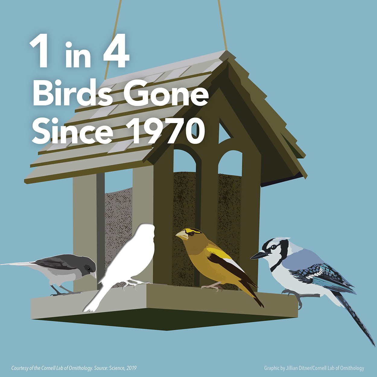 1 in 4 birds gone. Graphic by Jillian Ditner
