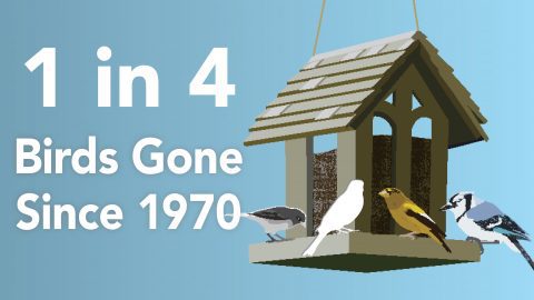 1 in 4 birds have been lost since 1970, including many common feeder birds. Graphic by Jillian Ditner