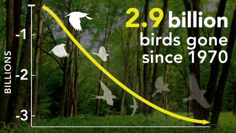 graph of 2.9 billion birds lost since 1970 in the U.S. and Canada. Graphic by Jillian Ditner
