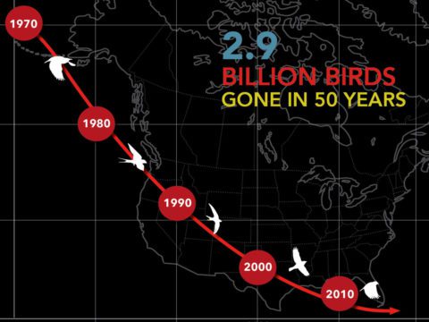 graphic showing steep decline of birds since 1970