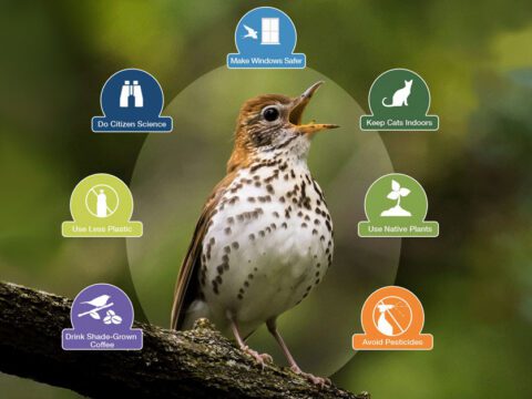 7 simple things to help birds, graphic by Sarah Seroussi. Wood Thrush by John Petruzzi/Macaulay Library.