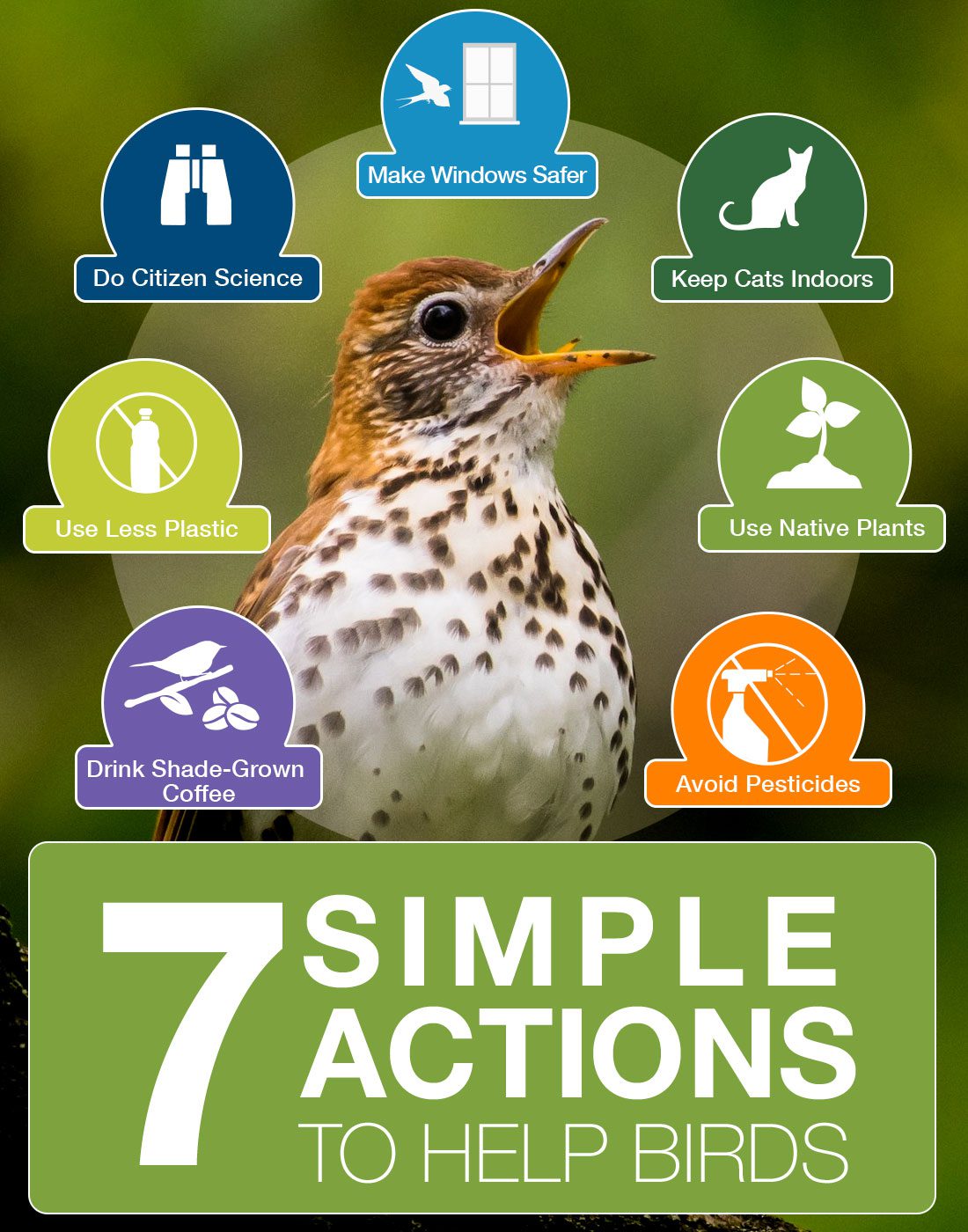 7 simple things to help birds, graphic by Sarah Seroussi. Wood Thrush by John Petruzzi/Macaulay Library.