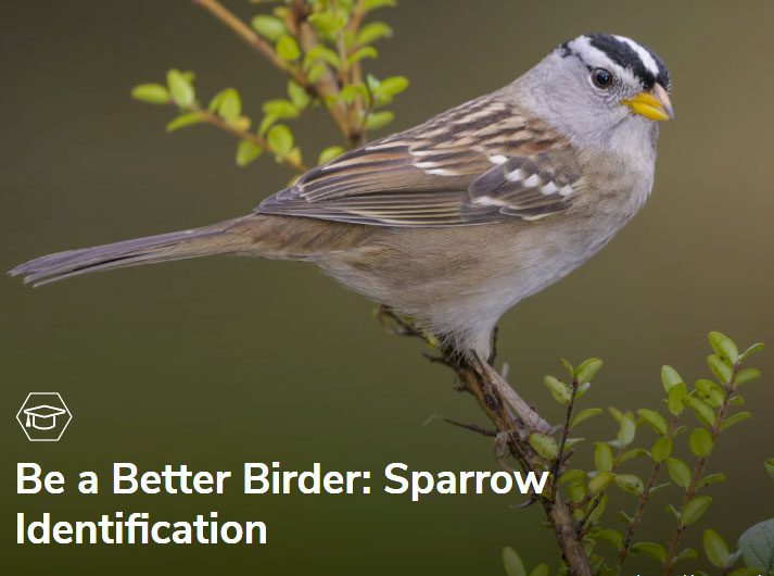 Bird Academy sparrow course, Photo: White-crowned Sparrow, Tim Zurowski
