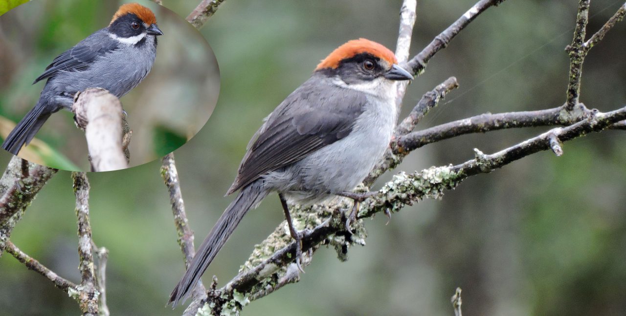 Antioquia Brushfinch by ML164883041 Edwin Munera. Inset--Slaty Brushfinch by Timo Mitzen/Macaulay Library