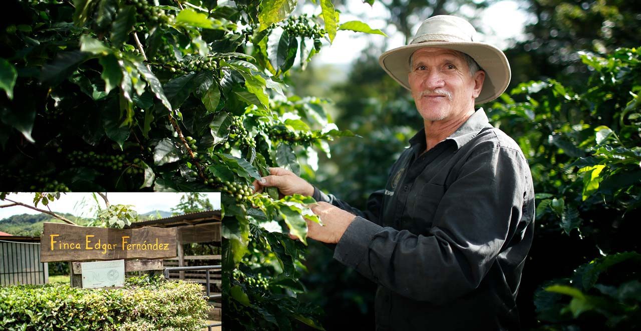 Costa Rican coffee farmer Edgar Fernández started reforesting his land back in the 1980s. Today he receives a premium price for his shade-grown coffee, with certification bonuses for quality and sustainability. Photo by Jeffrey Arguedas.