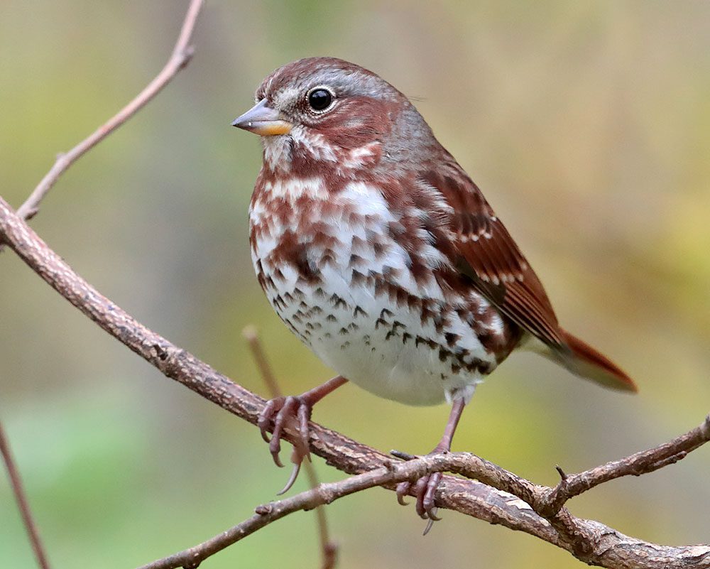 Fox Sparrow by Celine Bellemare/Macaulay Library