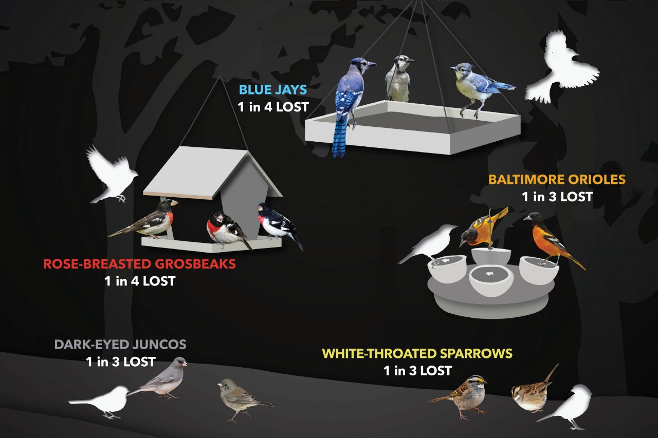 America's favourite birds-disappearing. Graphic by Jillian Ditner