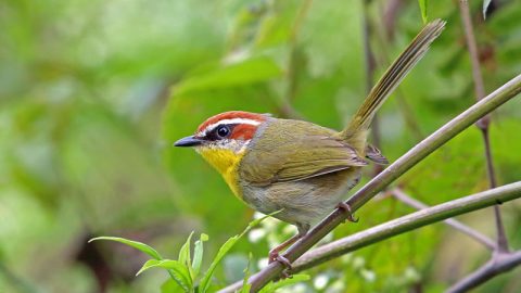 Rufous-capped Warbler by Nigel Voaden/Macaulay Library