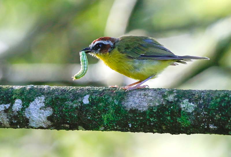 A single bird can save up to 65 pounds of coffee per hectare every year by eating pests. That means that birds, like this Rufous-capped Warbler, can save farmers money with their free ecosystem services from insect-eating. Photo by Jeffrey Arguedas.