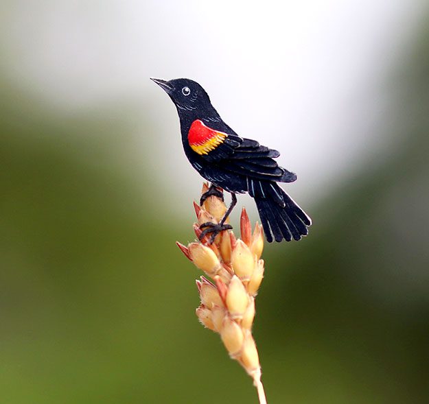 Red-winged Blackbird. By Nayan Shrimali and Vaishali Chudasama