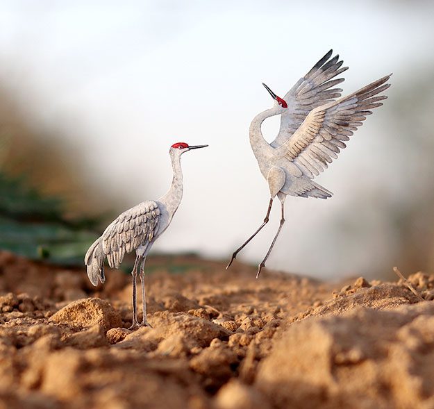 Sandhill Cranes. By Nayan Shrimali and Vaishali Chudasama