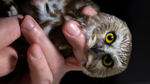 Saw-whet owl in hand. Photo by Chris Linder