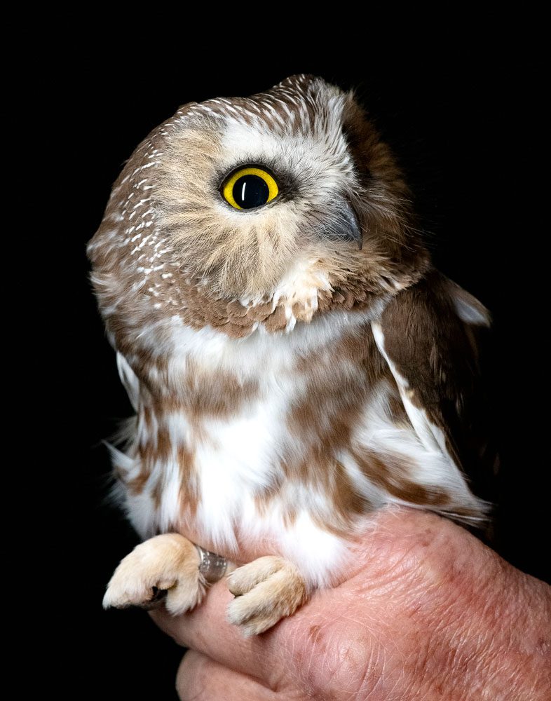 Northern Saw-whet Owls are more common and widespread than anyone suspected a few decades ago, but there is cause for concern: much of their breeding range lies within the southern boreal forest, where industrial logging is the dominant force on the landscape. Photo by Chris Linder.