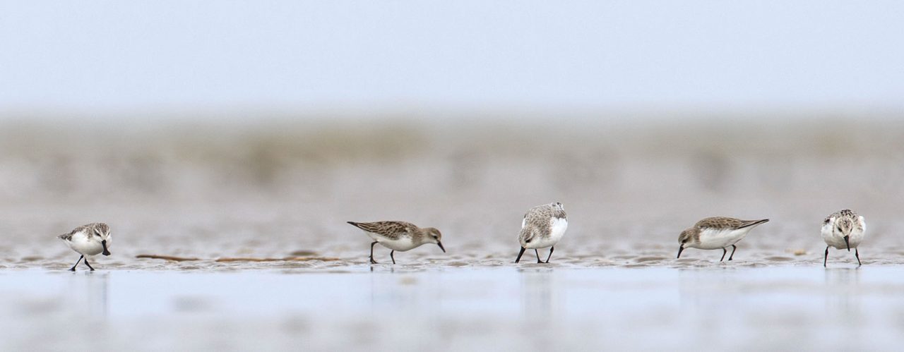 Spoon-billed Sandpiper and shorebirds and Gerrit Vyn