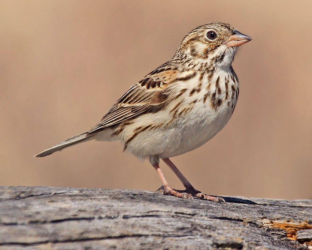 Vesper Sparrow by Ryan Schain/Macaulay Library