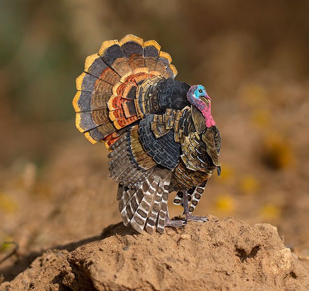 Wild Turkey. By Nayan Shrimali and Vaishali Chudasama