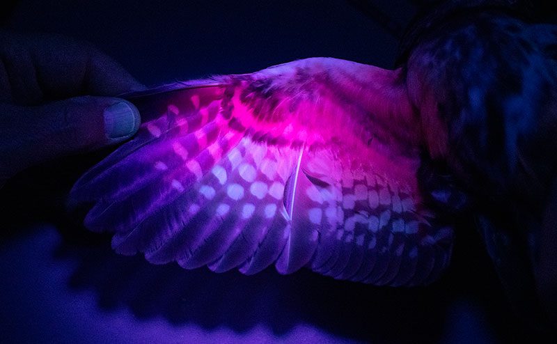 UV black lights reveal the presence of fluorescent porphyrin pigments in saw-whet wing feathers, which can be measured to determine the owl’s age. Photo by Chris Linder