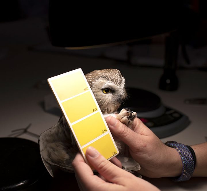 Part of the physical exam includes noting the yellowness of the eyes by comparison with a housepaint color palette from a hardware store. Photo by Chris Linder