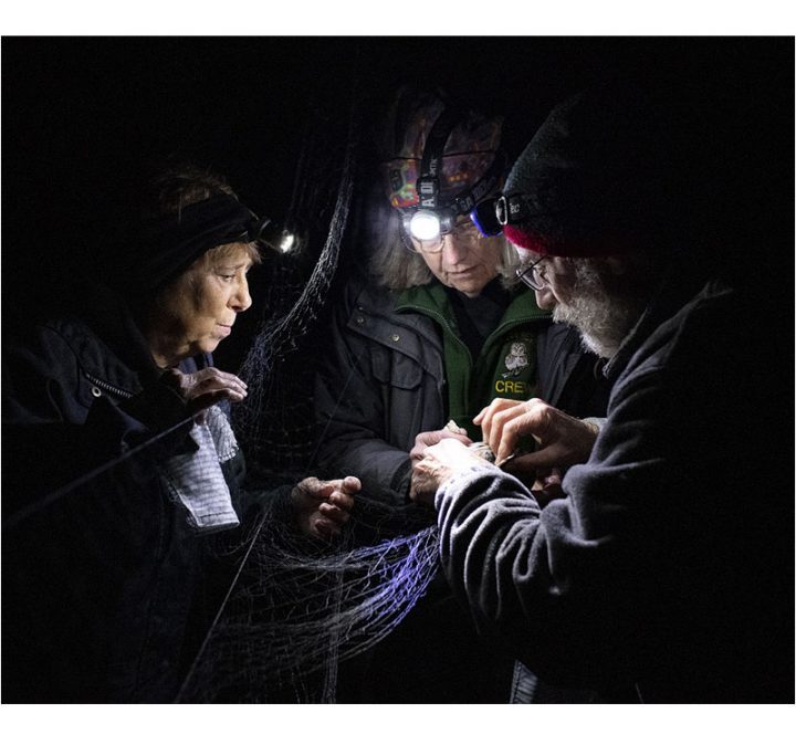 Researchers and volunteers are trained to quickly and delicately extract saw-whets from mist nets. Photo by Chris Linder