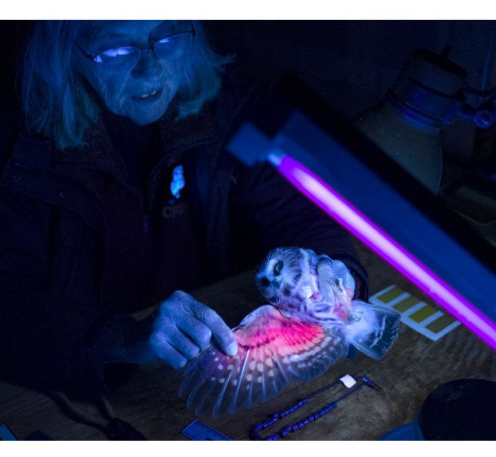 UV black lights reveal the presence of fluorescent pigments that help determine the owl’s age.Photo by Chris Linder