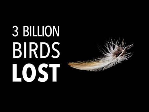 Table of Contents 3 Billion Birds Lost graphic