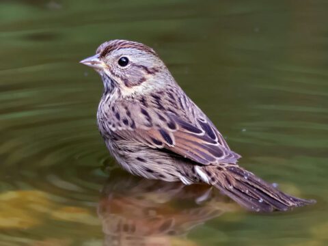 Lincoln's Sparrow by Nick Saunders. ML69095721