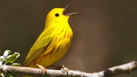 About Birds, Cornell Lab of Ornithology