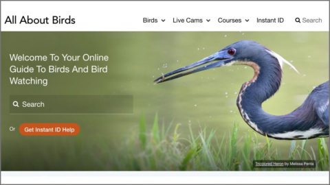 screenshot of new All About Birds home page