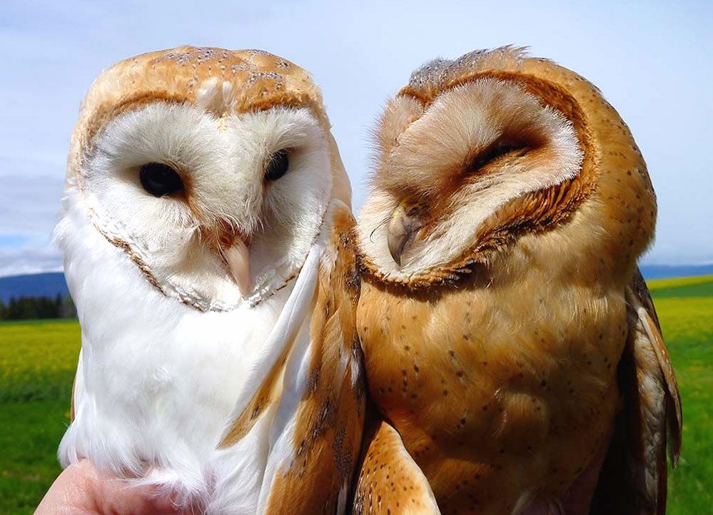 Barn Owls in Switzerland by Isabell Henry.