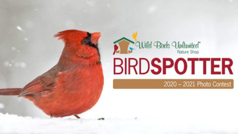 BIrdspotter 2020-21. Northern Cardinal by Anita Bhala/PFW-Birdspotter