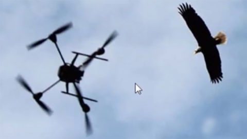 Drone and hawk, by James Junda