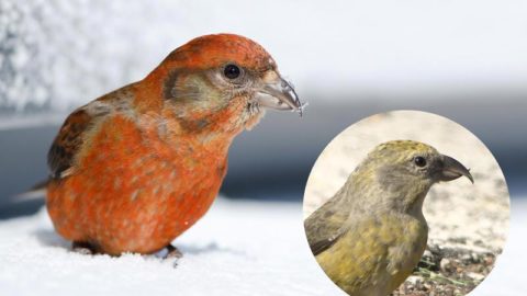 Among the nine Red Crossbill call types, type 3 crossbills have the smallest bill size (left; photo by Neil Paprocki/Macaulay Library), while type 2 crossbills have larger bills (right; photo by Aaron Brees/Macaulay Library).