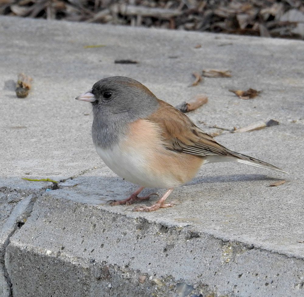 Dark-eyed Junco in San Diego by Charlotte Morris/Macaulay Library.