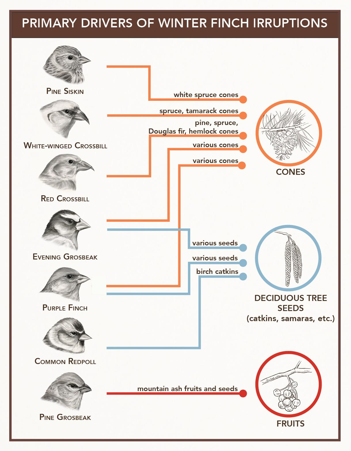 Drivers of winter finch irruptions. Illustrations and graphic by Jillian Ditner