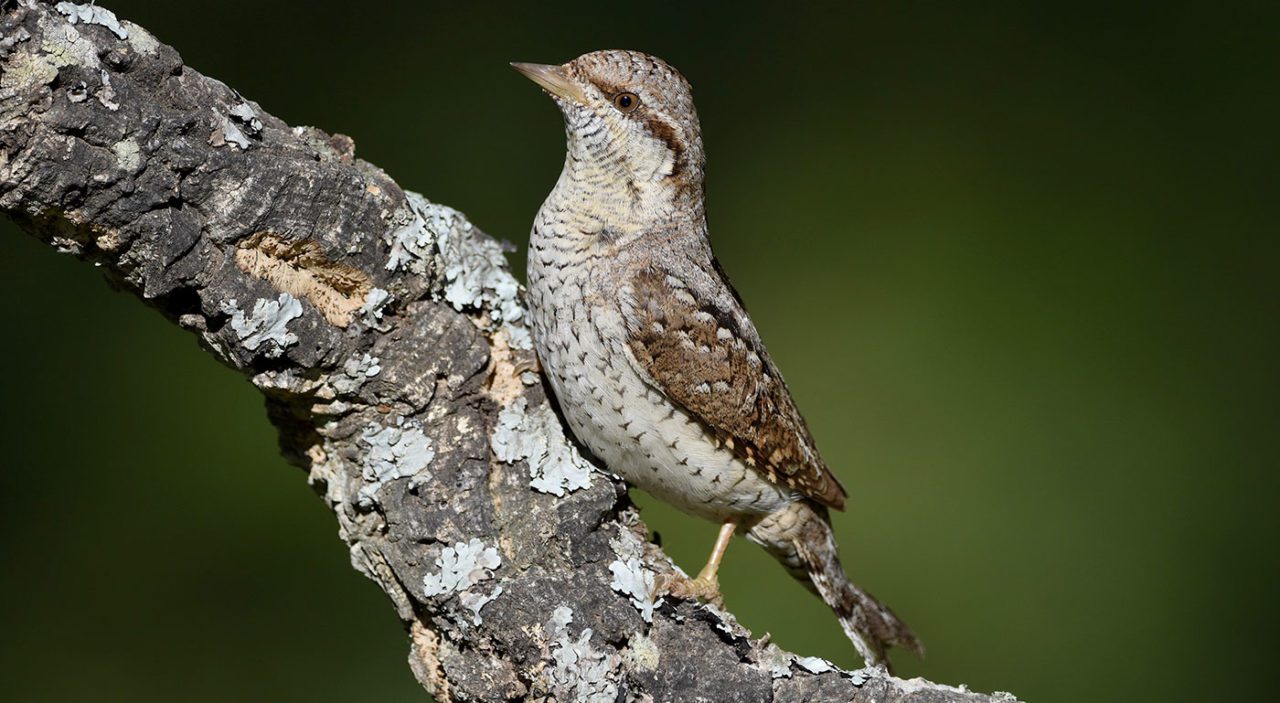 Eurasian Wryneck by Santiago Caballero Carrera/Macaulay LibraryNight-